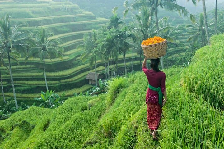 Ubud Monkey Forest, Tegalalang Rice Terraces & Market — Private Day Tour photo 5