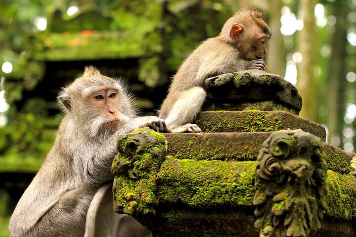 Ubud Monkey Forest, Tegalalang Rice Terraces & Market — Private Day Tour photo 2