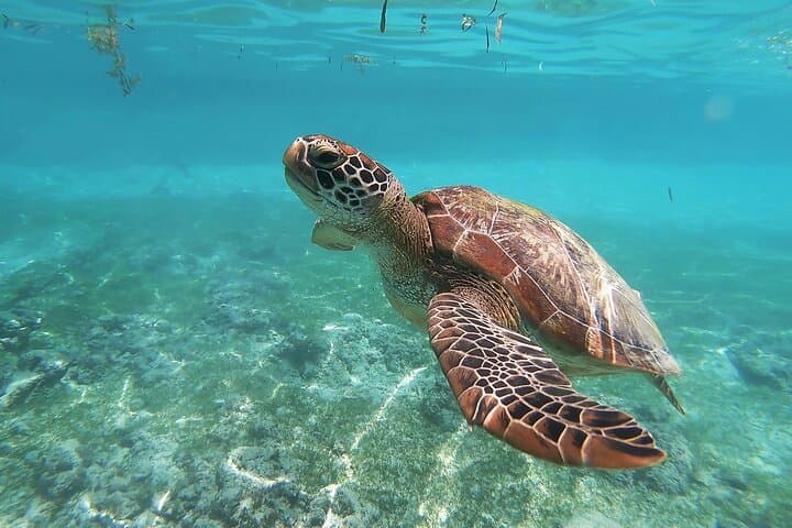 Nusa Penida Snorkel with Mantas and Kelingking Day Trip photo 3