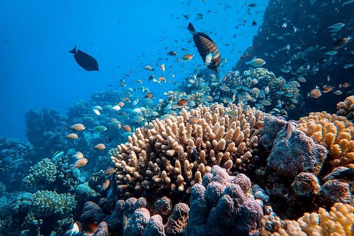Nusa Penida Snorkel with Mantas and Kelingking Day Trip photo 4