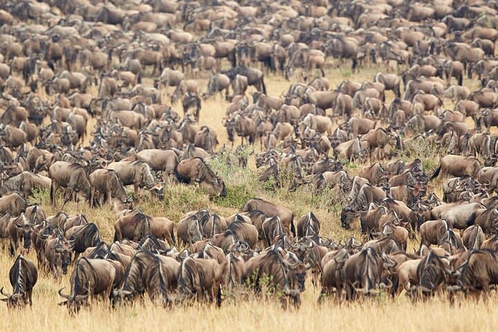 3-Day Maasai Mara Jeep Safari — Big Five, River Crossings & Tented Camps photo 4