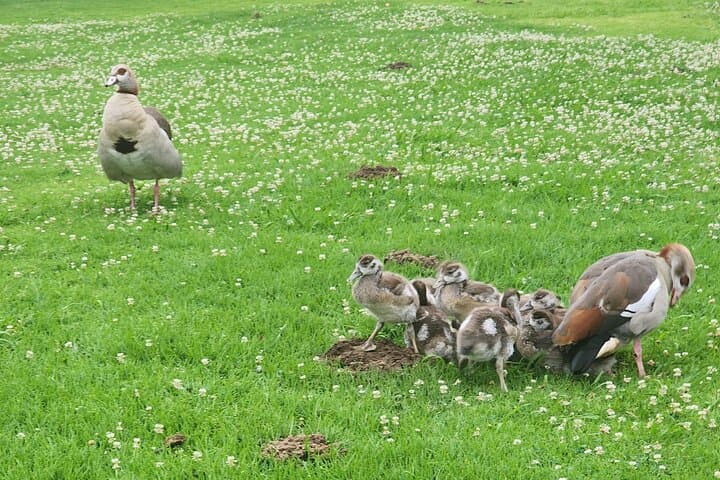 cape-town-table-mountain-kirstenbosch-and-world-of-birds-private-tour photo 5