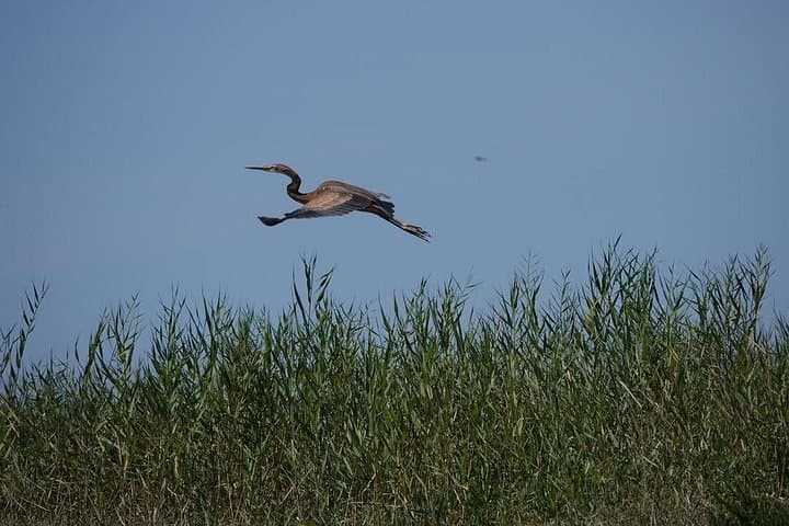 Tagus Estuary Birdwatching Boat Tour: 3-Hour Tejo Nature Reserve Cruise from Lisbon photo 4