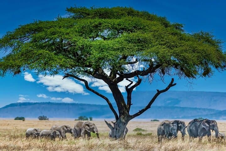 Spectacular Serengeti: 8-Day Safari to Serengeti & Ngorongoro photo 2
