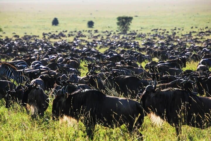 Spectacular Serengeti: 8-Day Safari to Serengeti & Ngorongoro photo 4