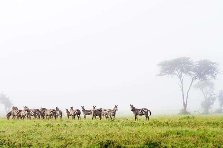 Spectacular Serengeti: 8-Day Safari to Serengeti & Ngorongoro photo 5