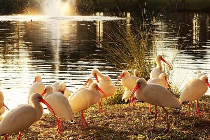 Audio Guide to New Port Richey: Historic Downtown & Sims Park Walking Tour photo 3