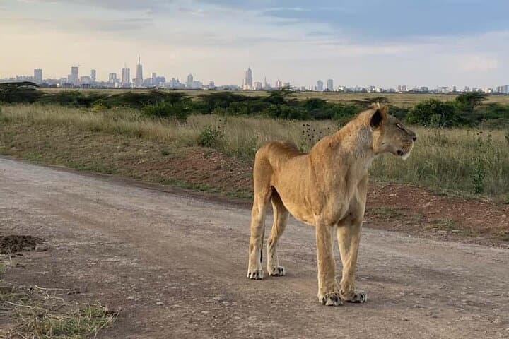 Explore Nairobi National Park and Giraffe Center on a Convenient Airport Layover Tour photo 5