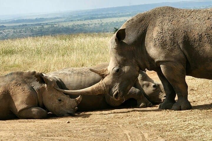 Nairobi Airport Layover to Nairobi National Park: A Quick Safari Escape Near the City