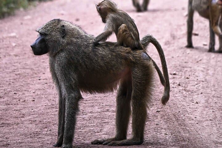Budget 4-Day Safari from Arusha: Tarangire, Serengeti & Ngorongoro photo 1