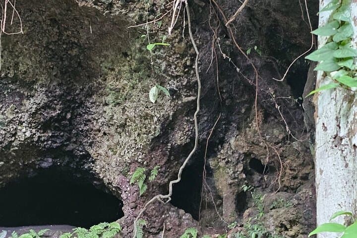Bali Jungle and Rice-Field Walk: 3-Hour Tabanan Cultural Adventure photo 5
