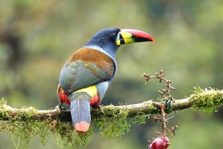 Papallacta Hot Springs and Guango Birding Reserve Private Tour from Quito photo 2