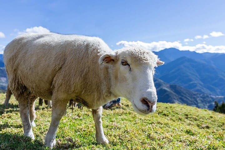 Highland Escape: Qingjing Farm and Puli Day Tour from Taichung photo 6