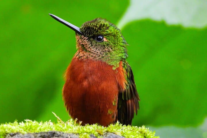 Papallacta Hot Springs and Guango Birding Reserve Private Tour from Quito photo 4