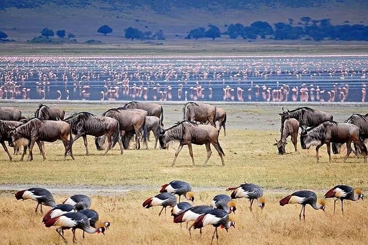 Two-Day Tarangire and Ngorongoro Crater Safari — Big Five Game Drives from Arusha