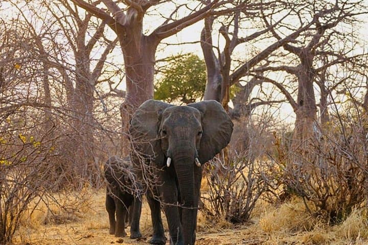 Two-Day Tarangire and Ngorongoro Crater Safari — Big Five Game Drives from Arusha photo 2