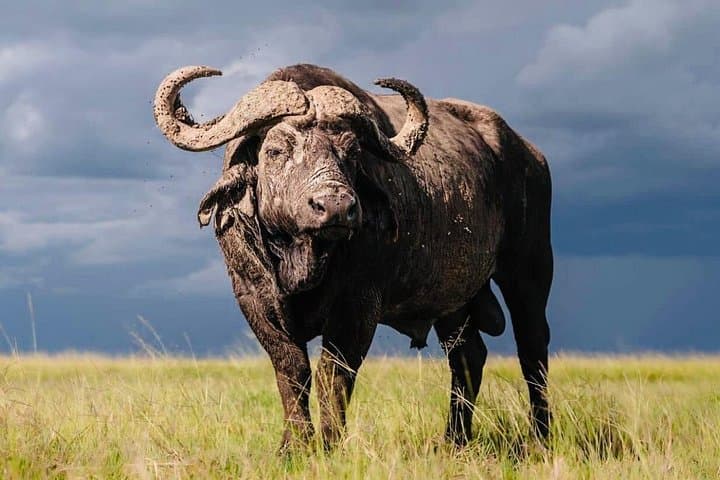Two-Day Tarangire and Ngorongoro Crater Safari — Big Five Game Drives from Arusha photo 3