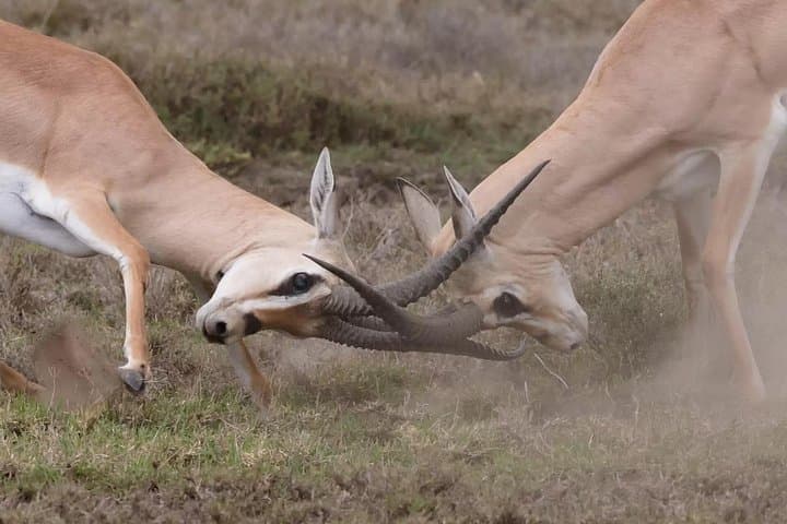 Two-Day Tarangire and Ngorongoro Crater Safari — Big Five Game Drives from Arusha photo 5