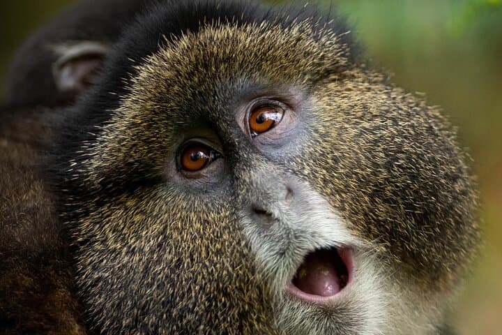 Golden Monkey Trekking in Rwanda: One-Day Wildlife Journey from Kigali