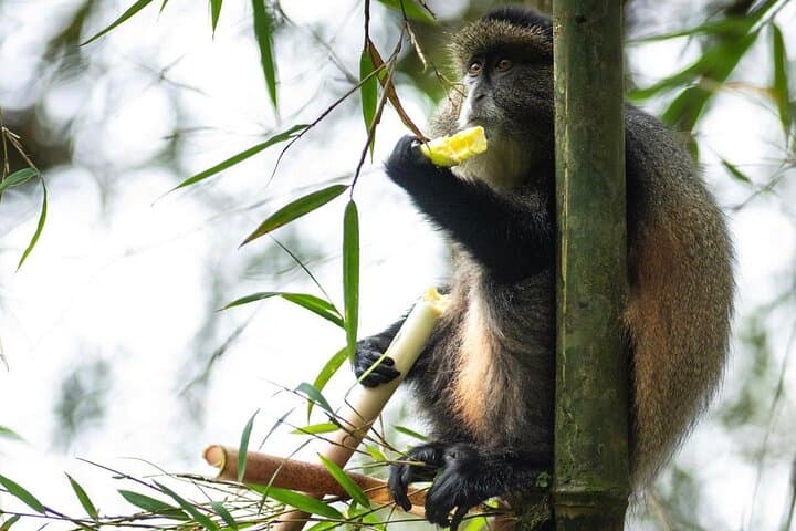 Golden Monkey Trekking in Rwanda: One-Day Wildlife Journey from Kigali photo 2