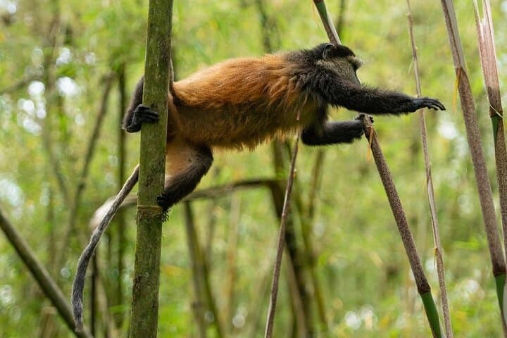 Golden Monkey Trekking in Rwanda: One-Day Wildlife Journey from Kigali photo 3