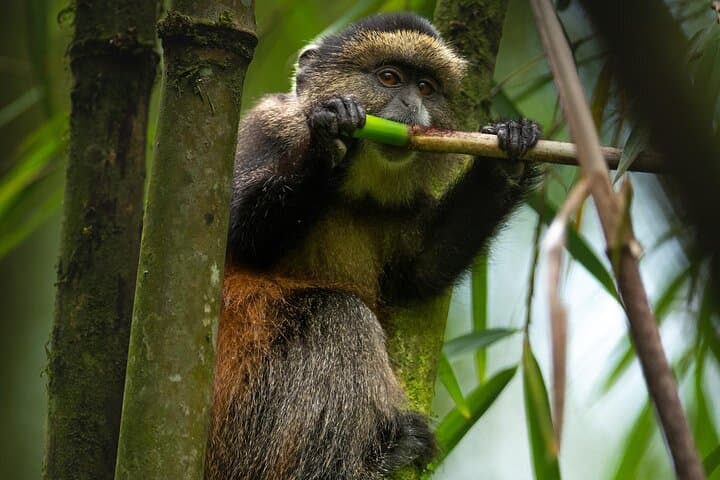 Golden Monkey Trekking in Rwanda: One-Day Wildlife Journey from Kigali photo 4