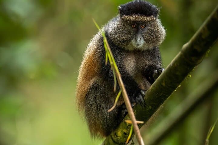 Golden Monkey Trekking in Rwanda: One-Day Wildlife Journey from Kigali photo 5