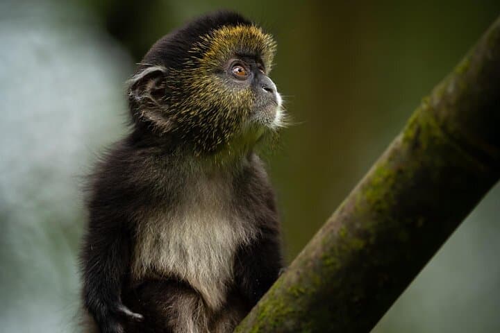 Golden Monkey Trekking in Rwanda: One-Day Wildlife Journey from Kigali photo 6