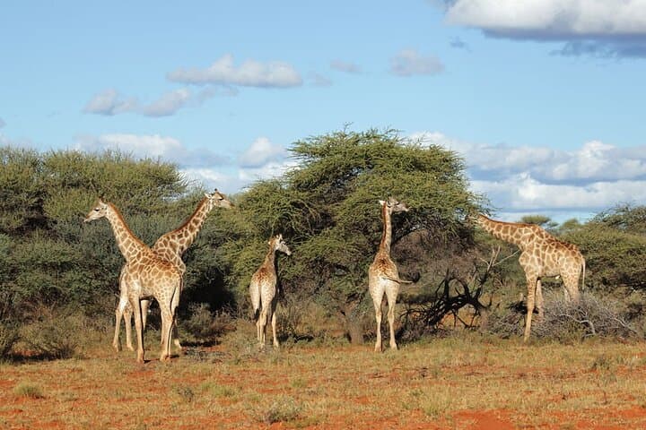 Inside Kruger: 3-Day Safari Adventure Through South Africa’s Big Five