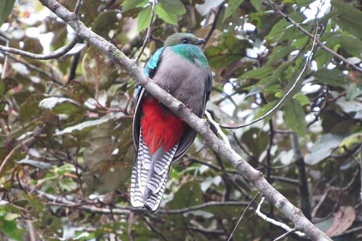 Quetzal Quest: Half-Day Cloud Forest Birdwatching from Cobán photo 3