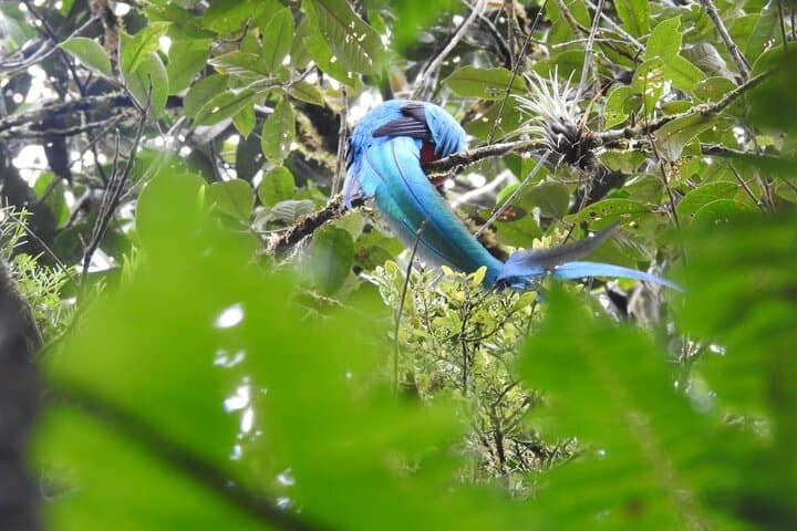 Quetzal Quest: Half-Day Cloud Forest Birdwatching from Cobán photo 4