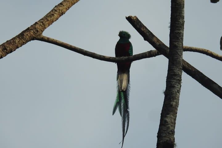 Quetzal Quest: Half-Day Cloud Forest Birdwatching from Cobán photo 6