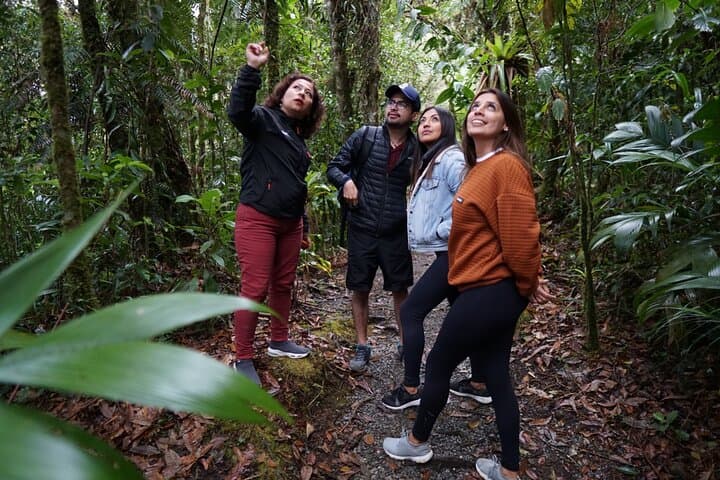 Quetzal Quest: Half-Day Cloud Forest Birdwatching from Cobán
