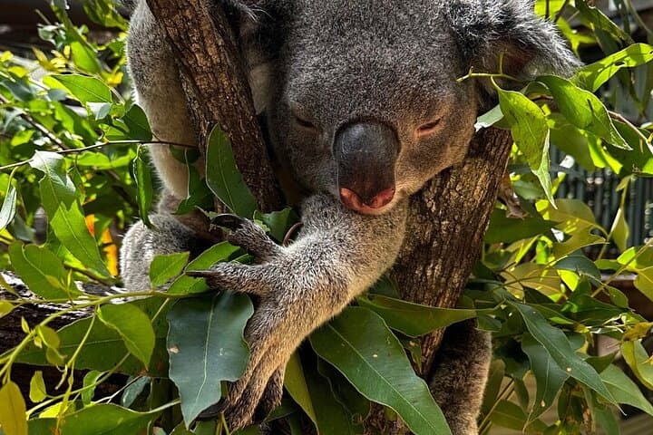 Gold Coast Day Trip: Koalas, Pies & Surfer's Paradise Private Tour from Brisbane photo 3