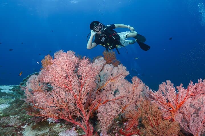 Similan Islands 2-Day Scuba Liveaboard from Khao Lak — Night Dive & Sail Rock Viewpoint photo 4