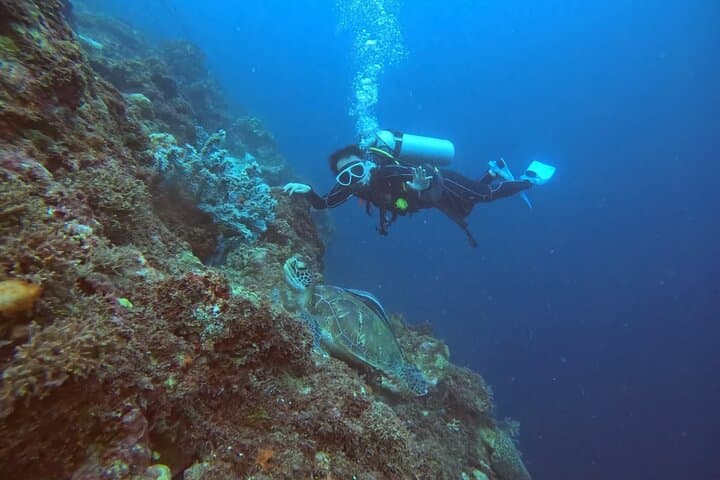 Mactan Beach-Entry Scuba Diving — Turtles, Sardines & Beginner-Friendly Dives photo 5