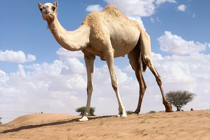 Wadi Bani Khalid & Wahiba Sands: 2-Day Oasis-to-Desert Overnight from Muscat photo 1