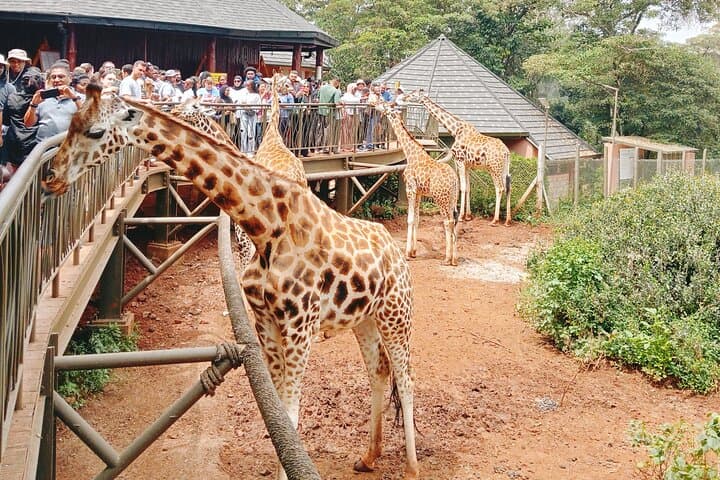 Nairobi City Tour: National Museum, KICC Views & Giraffe Centre
