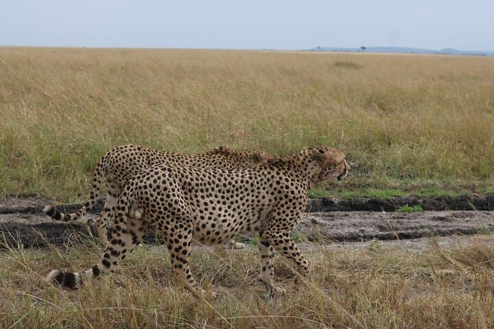 5-Day Private Kenya Safari: Masai Mara, Lake Nakuru & Amboseli photo 1