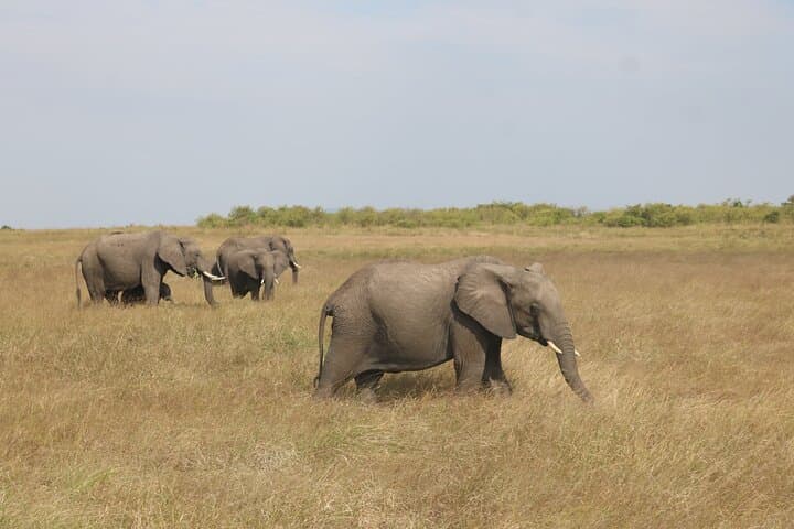 5-Day Private Kenya Safari: Masai Mara, Lake Nakuru & Amboseli photo 2