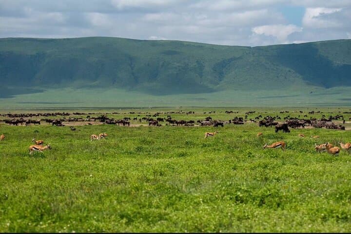 Ngorongoro Crater Private Day Safari — Big Five Game Drive from Arusha