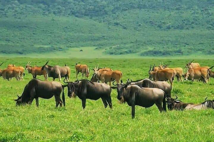 Ngorongoro Crater Private Day Safari — Big Five Game Drive from Arusha photo 4