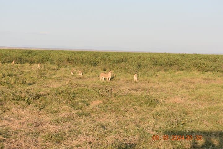 Private 5-Day Masai Mara & Lake Nakuru Safari — Peak Season Wildlife, Culture & Lodges photo 2