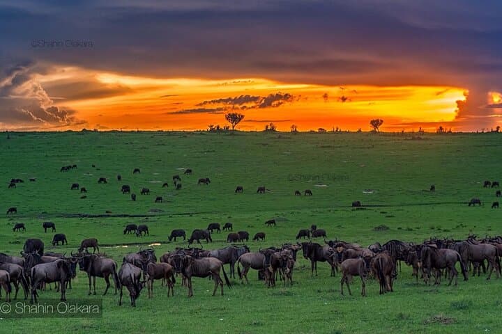 Private 5-Day Masai Mara & Lake Nakuru Safari — Peak Season Wildlife, Culture & Lodges photo 4