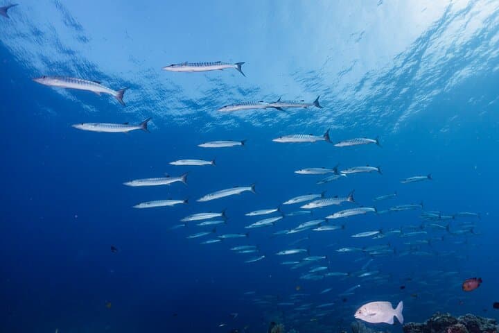 Similan Islands Liveaboard: 2-Day Snorkeling Trip from Khao Lak photo 4