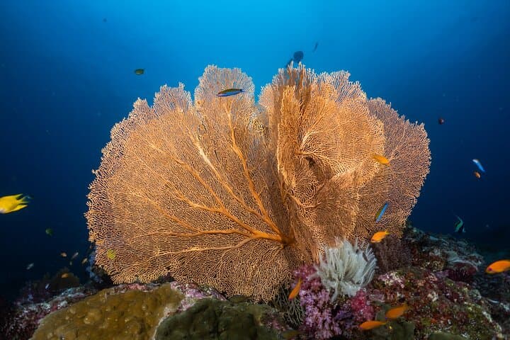Similan Islands Liveaboard: 2-Day Snorkeling Trip from Khao Lak photo 5