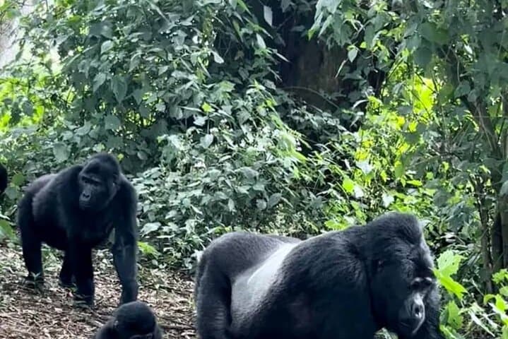 2-Day Private Gorilla Tracking in Volcanoes National Park — Practical Guide with Permit