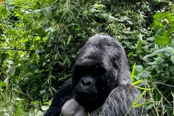 2-Day Private Gorilla Tracking in Volcanoes National Park — Practical Guide with Permit photo 2