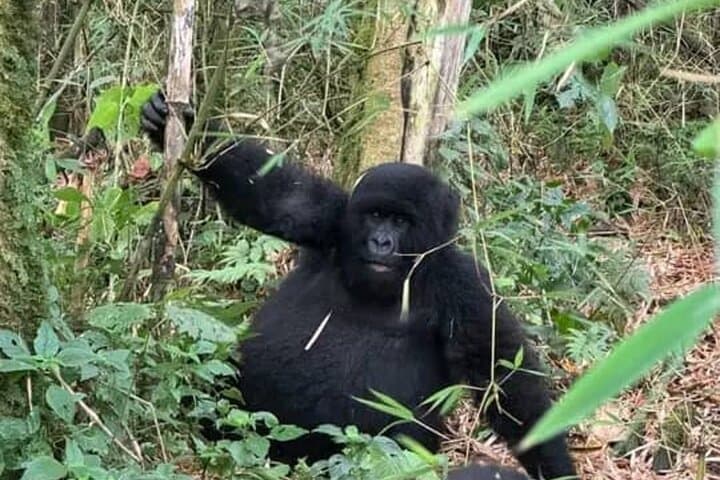 2-Day Private Gorilla Tracking in Volcanoes National Park — Practical Guide with Permit photo 3