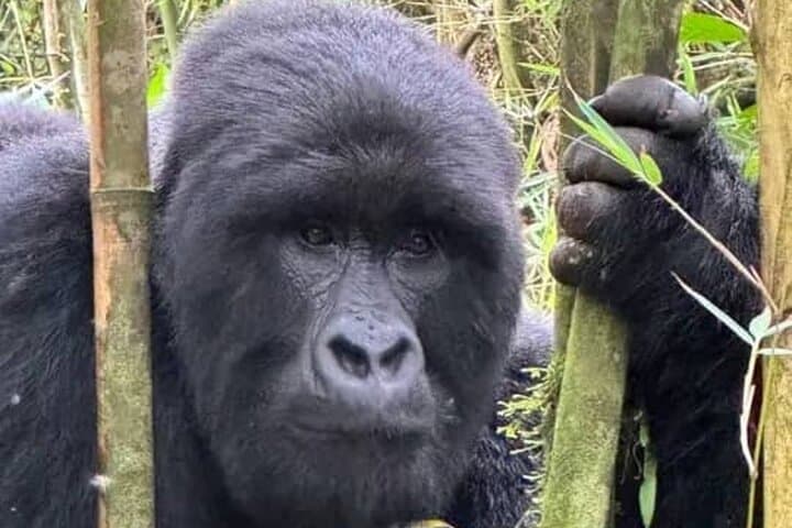 2-Day Private Gorilla Tracking in Volcanoes National Park — Practical Guide with Permit photo 4